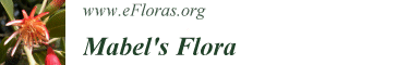 Link to Mabel's Flora home